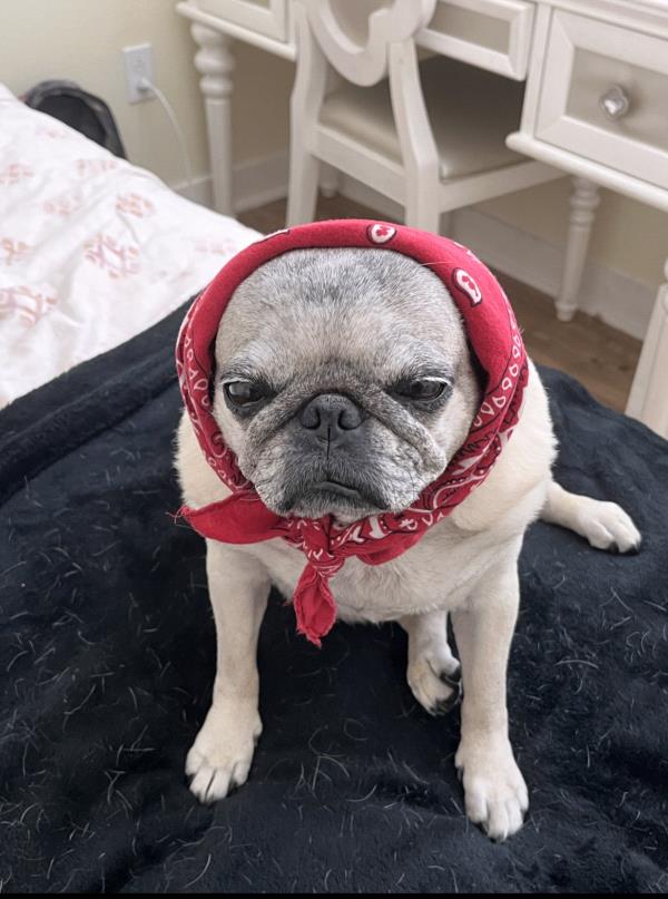/images/uploads/pug nation rescue of los angeles/pugnation2024/entries/31060thumb.jpg